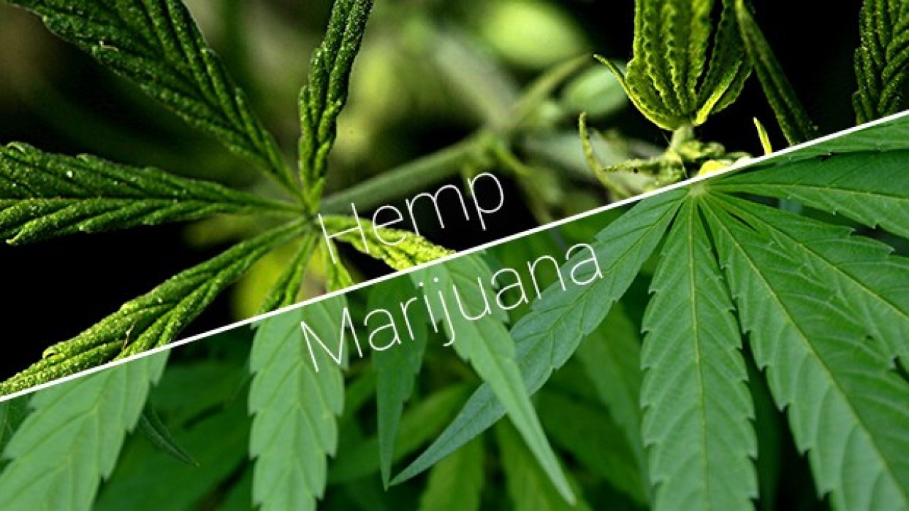 Hemp vs Marijuana:similarities and differences