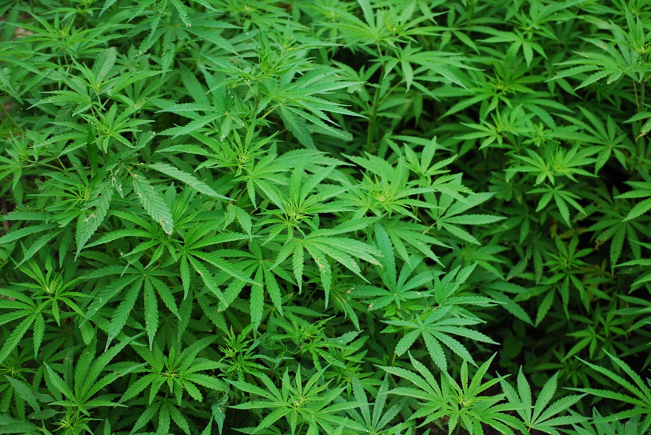 Marijuana Research Report How does marijuana produce its effects?
