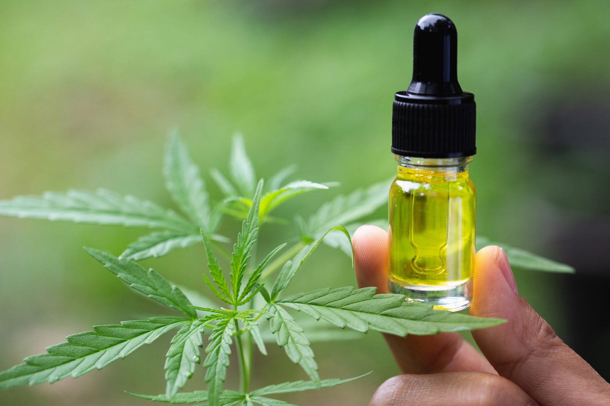 Rules and regulations for CBD oil in France