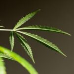 Four Reasons to Try Delta-8 Over Other Hemp-Derived Sources
