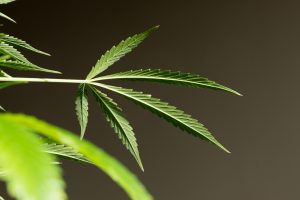Four Reasons to Try Delta-8 Over Other Hemp-Derived Sources