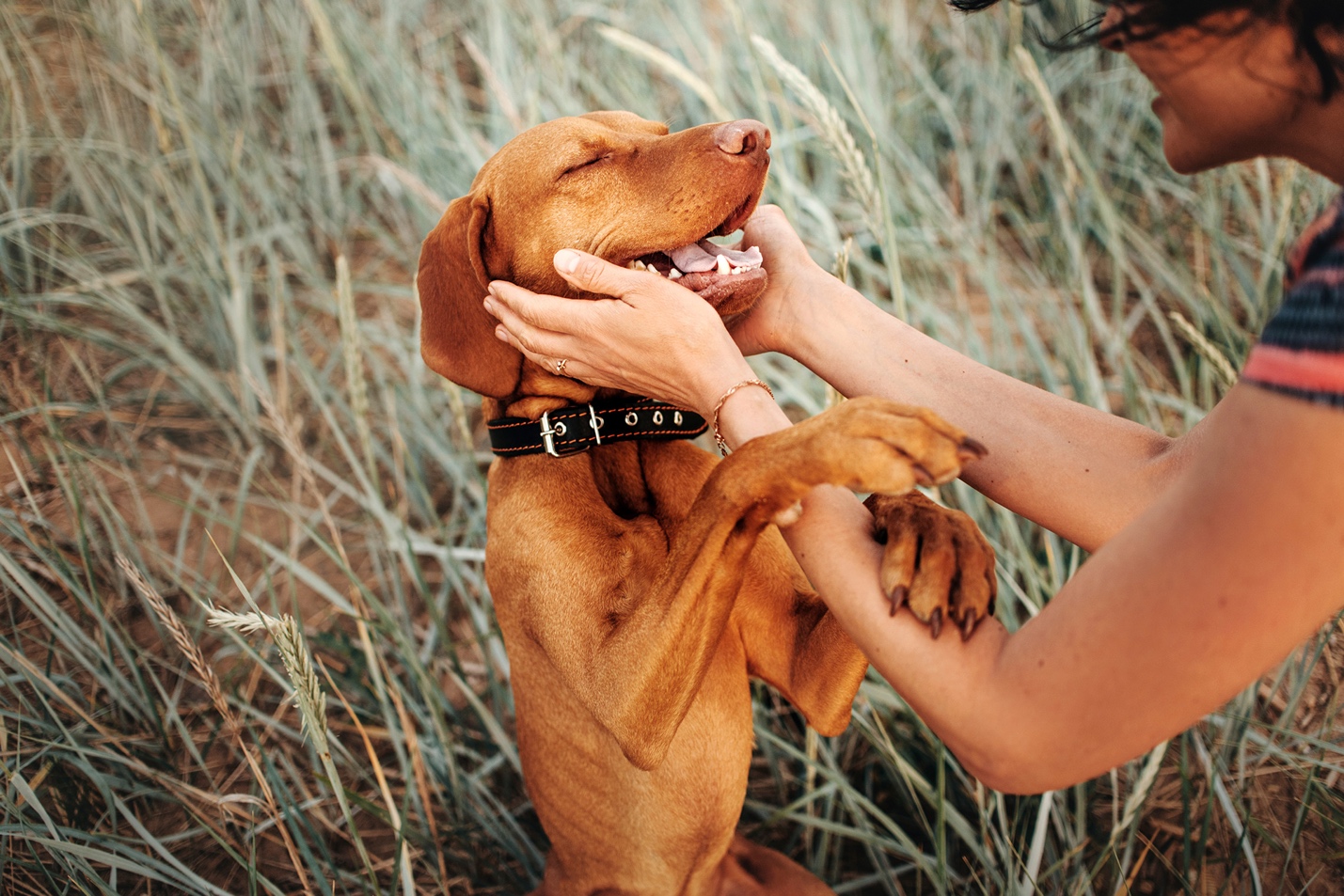 CBD Oil Can Provide a Benefit to Your Pet