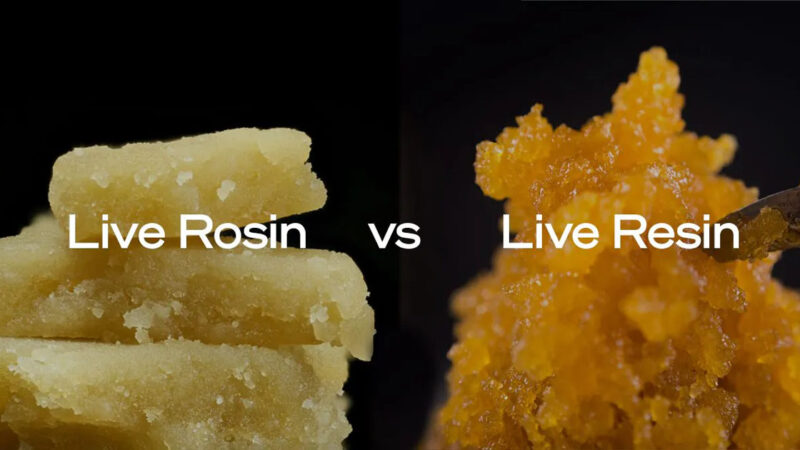 Cost and Quality: A Comparative Analysis of Live Rosin vs Live Resin in Cannabis Concentrates
